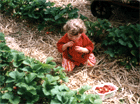 Kind im Erdbeerfeld